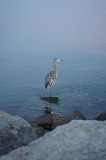 Bird on the Seneca Lake