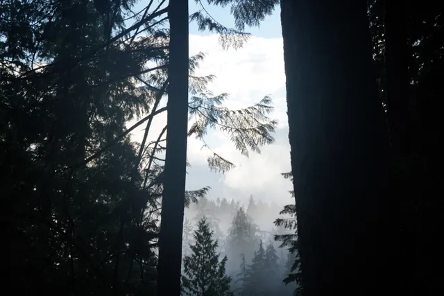 Image of trees and sky in Lynn Canyon Park North Vancouver